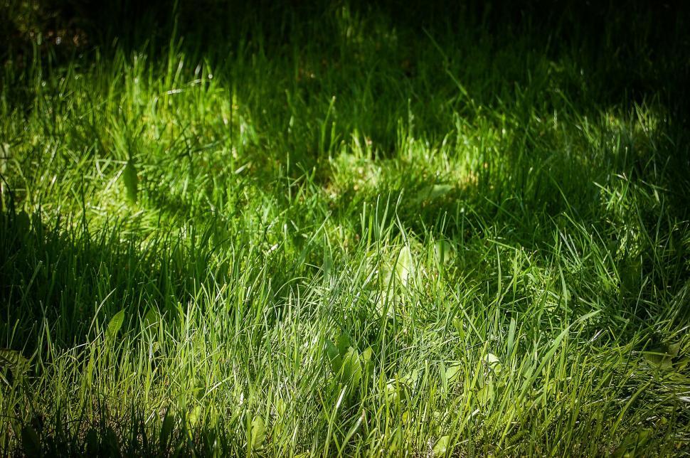 Free Image of Sunlit Green Grass Field 