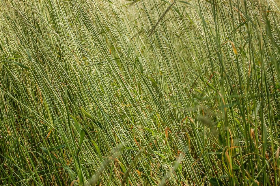 Free Image of Lush Green Tall Grass Field 