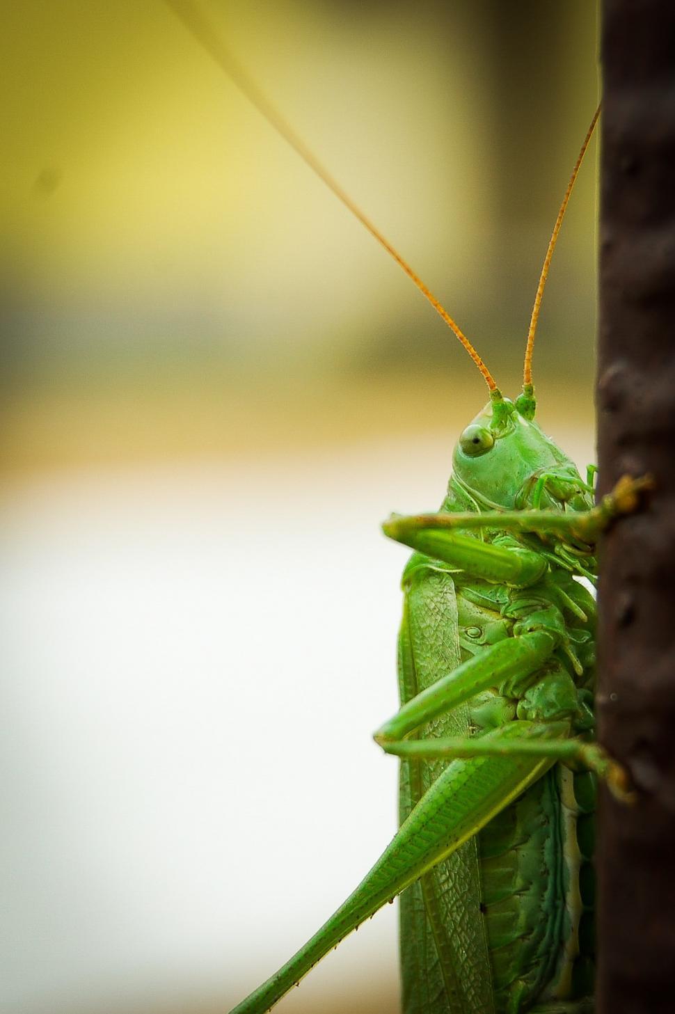 Free Image of Close Up of a Grasshopper on a Tree 