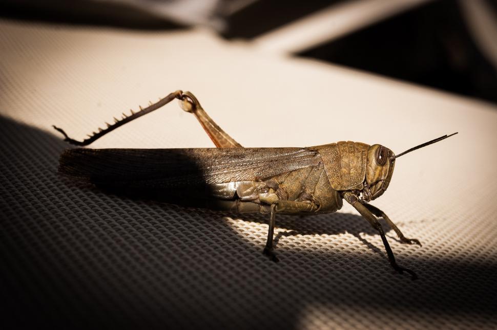 Free Image of Close Up of a Grasshopper on a Table 