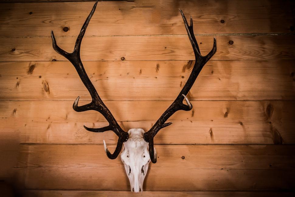 Free Image of Deer Skull Mounted on Wooden Wall 