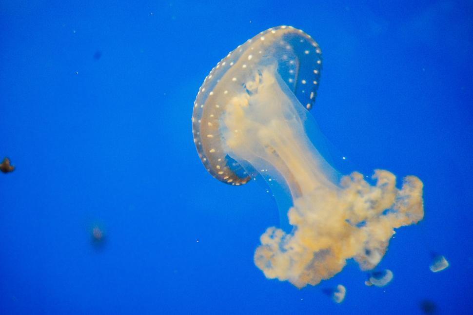 Free Image of Jellyfish Swimming in Blue Ocean 
