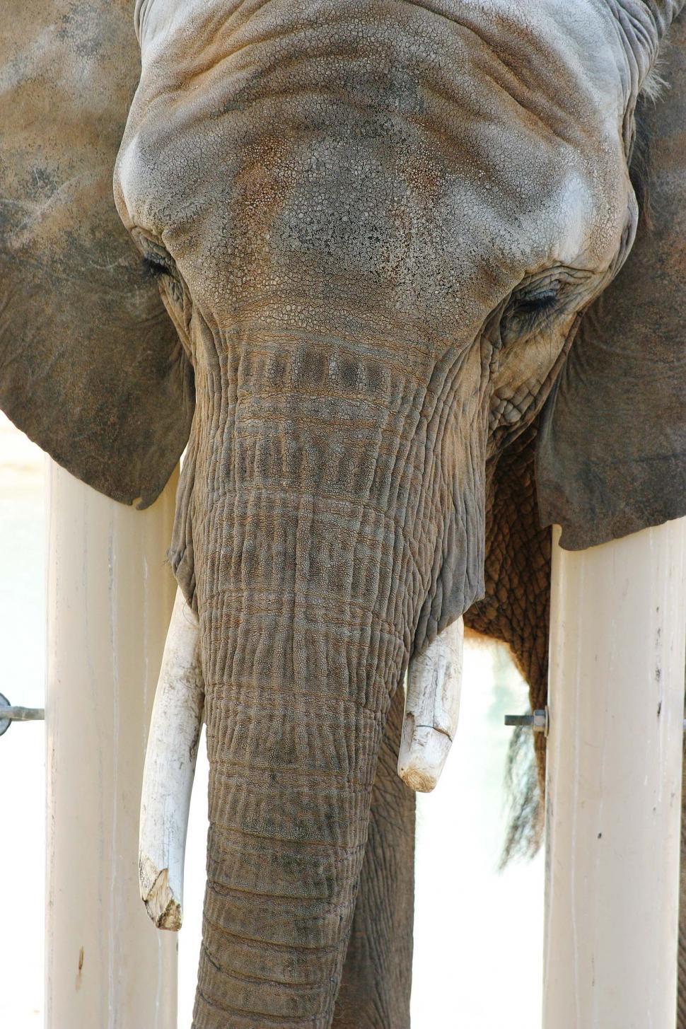 Free Image of Elephant Standing in Front of White Wall 