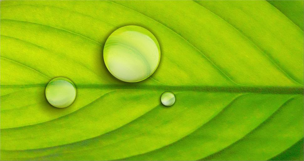 Free Image of Two Drops of Water on a Green Leaf 