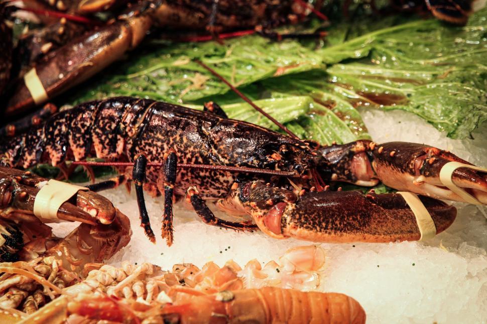 Free Image of american lobster lobster crustacean food meat arthropod meal dinner delicious restaurant scorpion vegetable plate fresh healthy crab gourmet cooking lunch sauce arachnid cuisine pepper dish beef seafood nutrition tasty common newt close eat 
