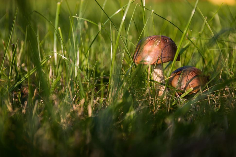 Free Image of Two Mushrooms Resting on Green Field 