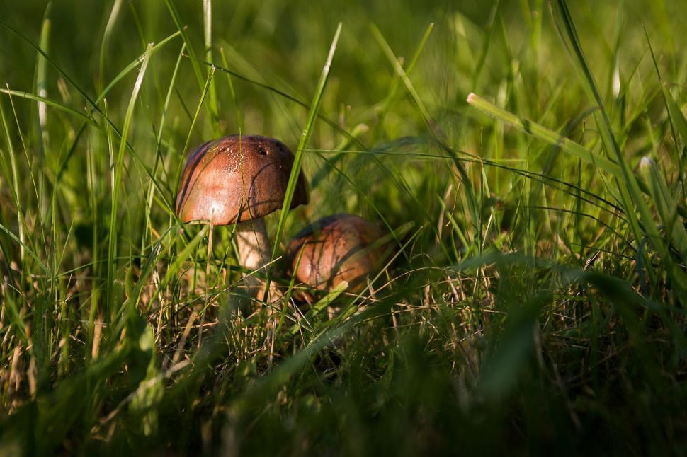 Free Image of Mushrooms Resting on Green Field 