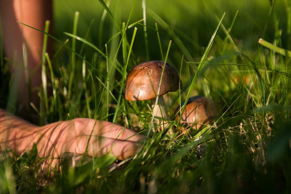 Free Image of Two Mushrooms on Lush Green Field 
