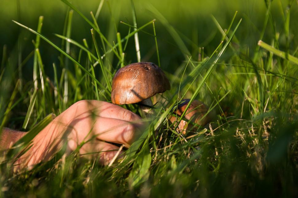 Free Image of Small Mushroom in Lush Green Field 