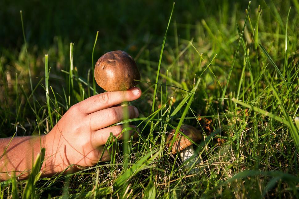 Free Image of Hand Holding Small Mushroom in the Grass 