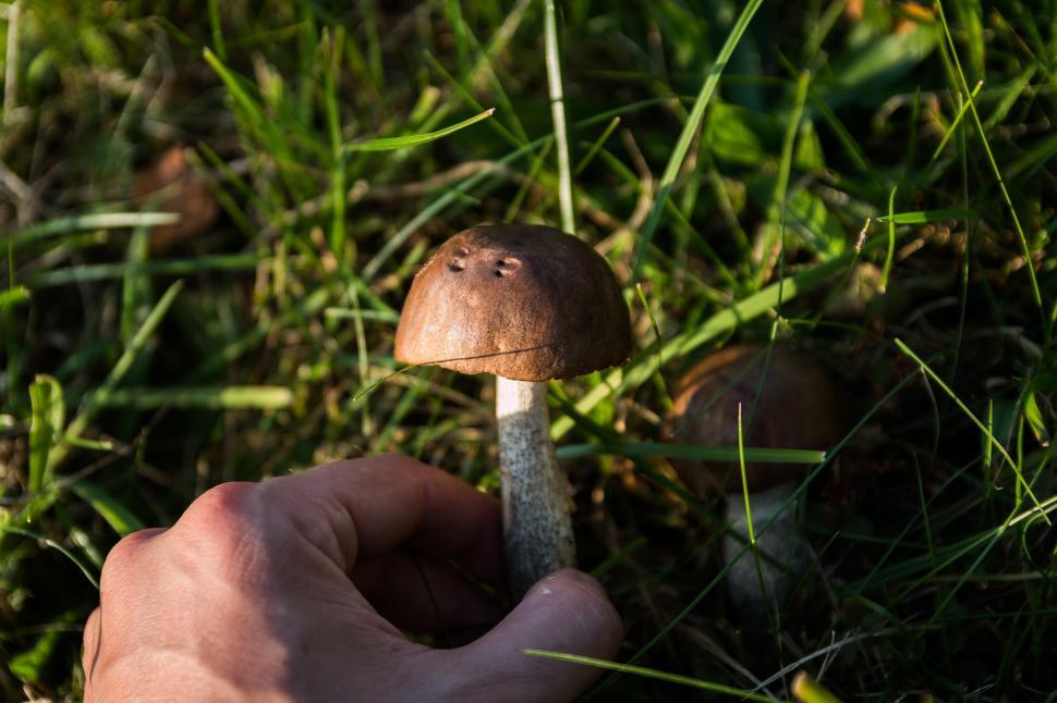 Free Image of Hand Holding Mushroom in Grass 