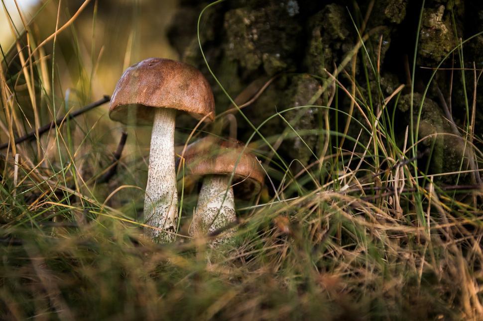 Free Image of Close Up of Mushroom in Grass 