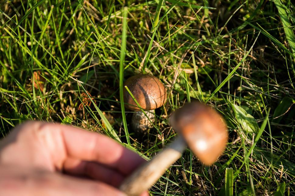 Free Image of Hand Holding Stick and Mushroom on Ground 