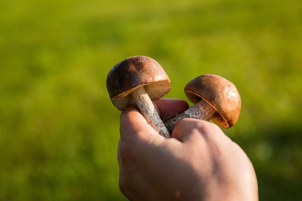 Free Image of Person Holding Two Mushrooms in Their Hand 