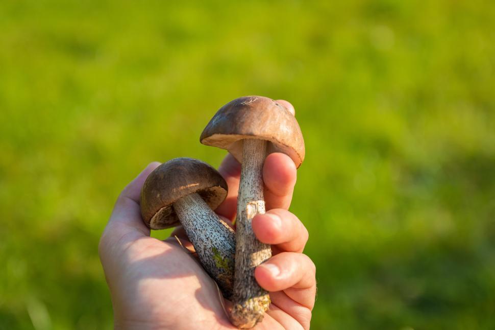 Free Image of Person Holding Small Mushroom in Hand 