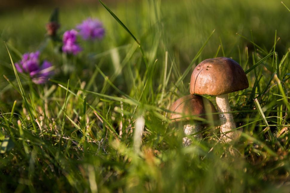 Free Image of Mushroom Nestled Among Grass and Purple Flowers 