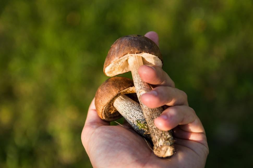 Free Image of Person Holding Mushroom in Hand 