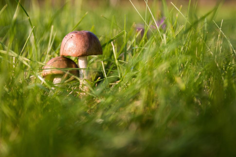 Free Image of Two Mushrooms Growing in Grass 