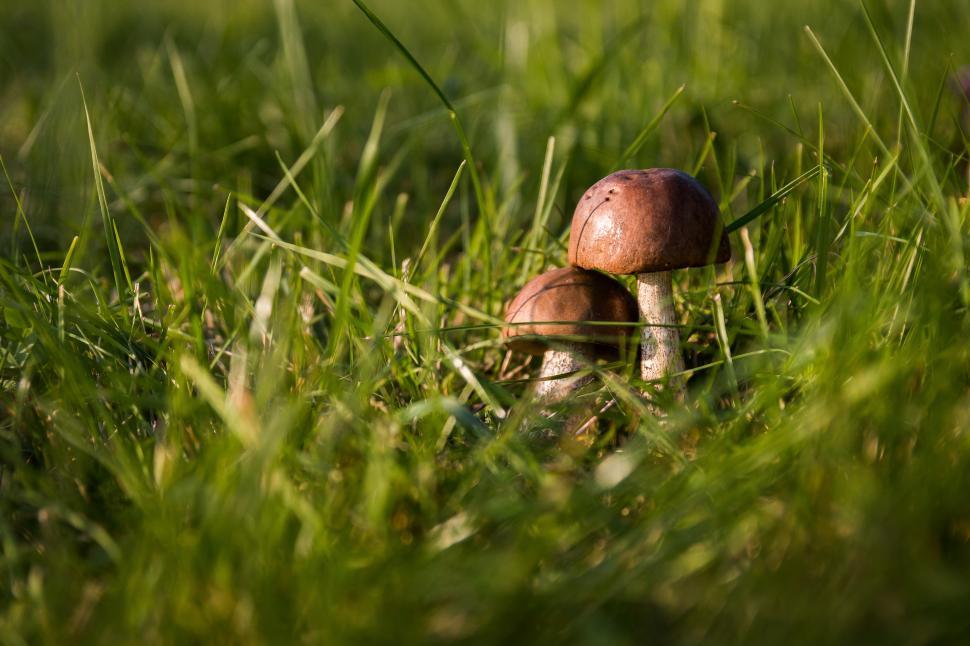 Free Image of Mushrooms Resting on Lush Green Field 