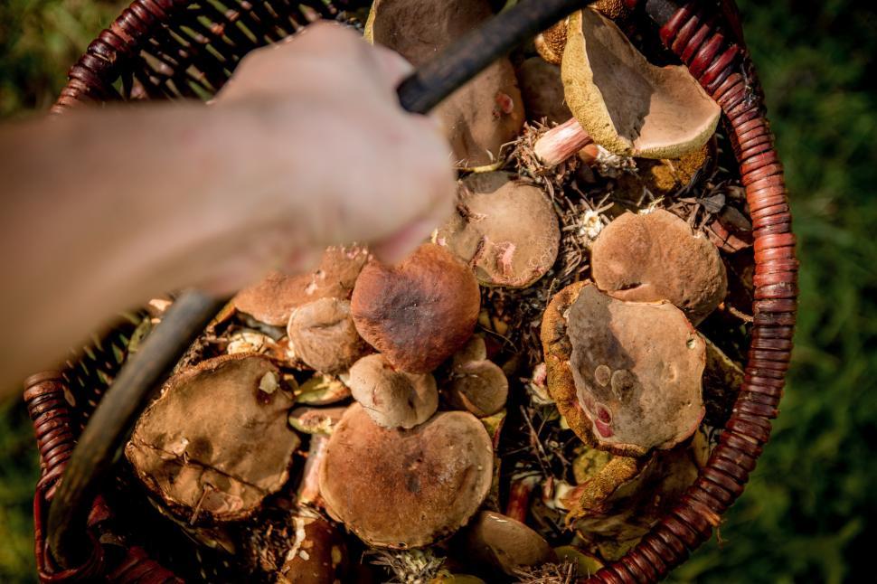 Free Image of Basket of Mushrooms Emitting Smoke 