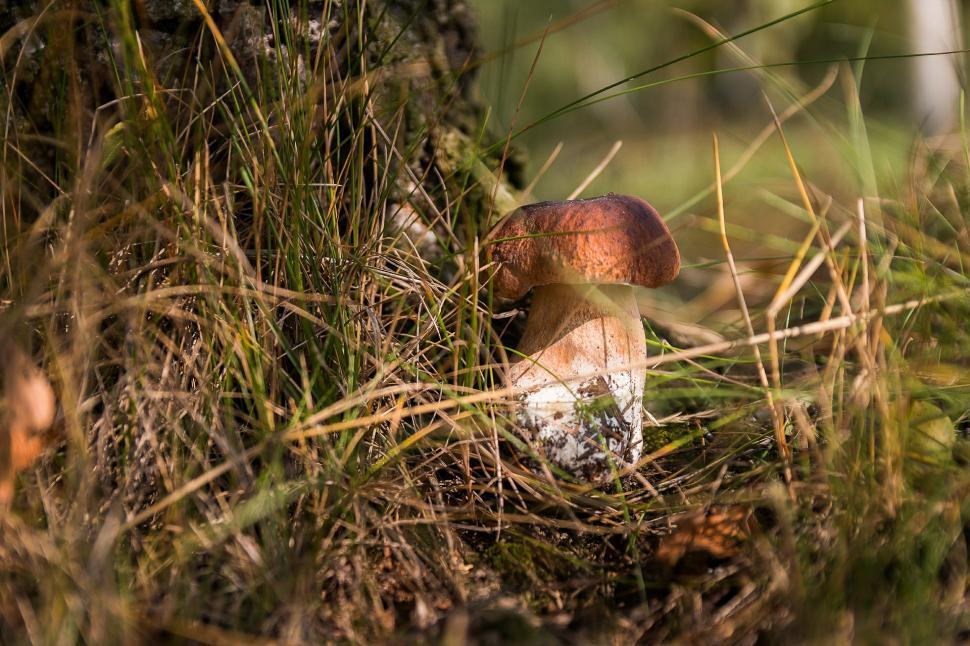 Free Image of Close Up of Mushroom Growing in Grass 