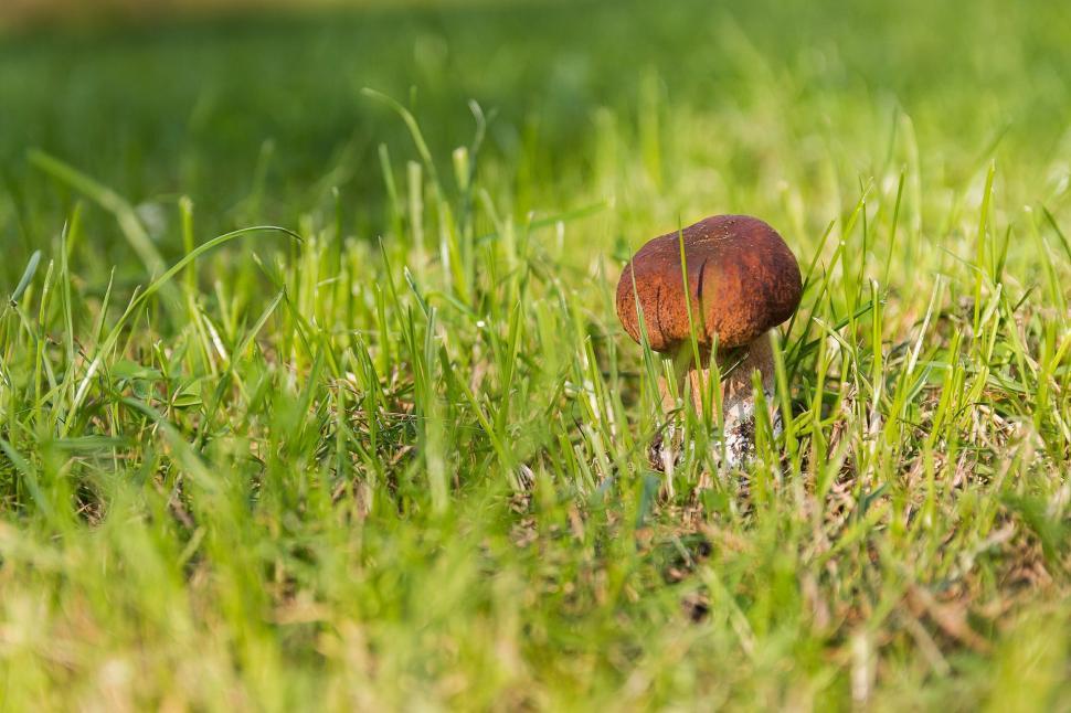 Free Image of Small Brown Mushroom on Lush Green Field 