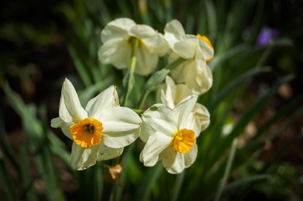 Free Image of Group of White Flowers With Yellow Centers 