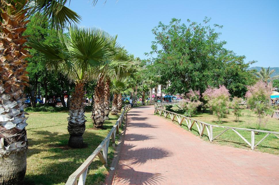 Free Image of Palm Tree-Lined Path Next to Lush Green Park 