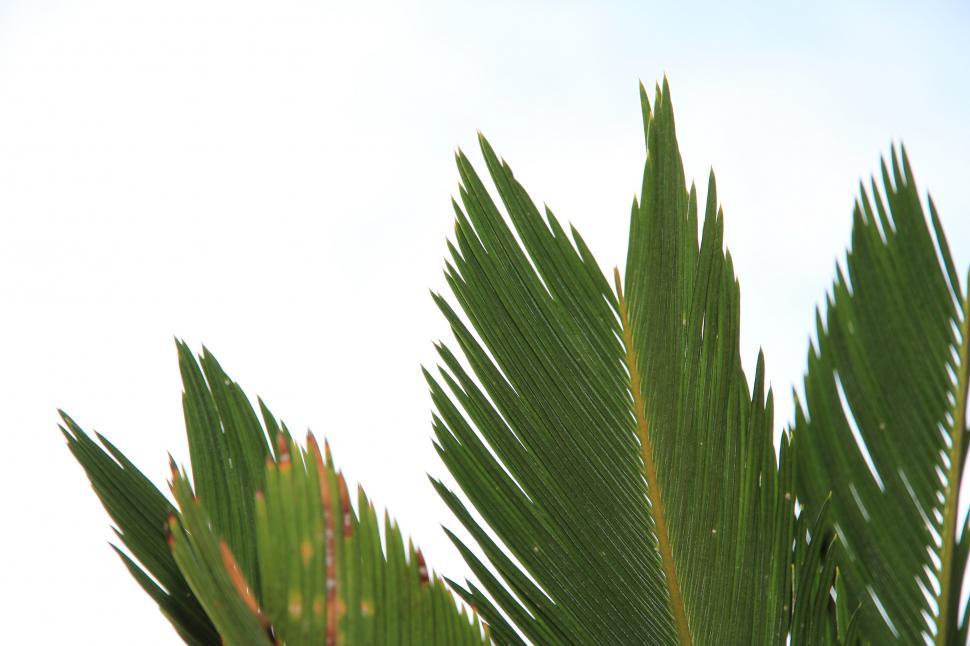 Free Image of Close Up of a Green Leafy Tree 