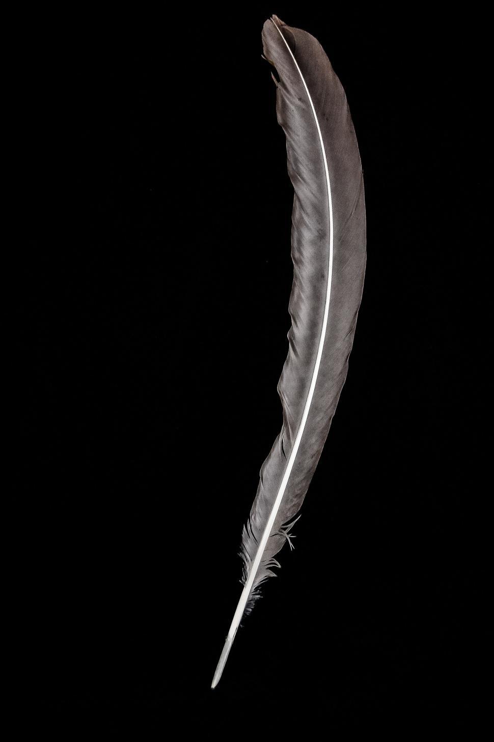 Free Image of Monochrome Feather 