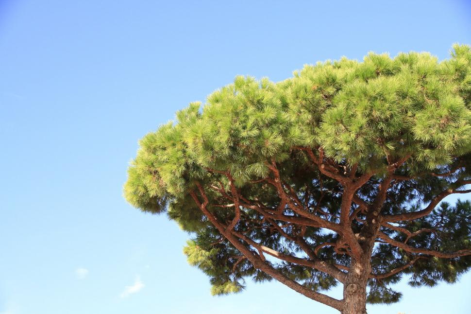 Free Image of Pine Tree With Blue Sky 