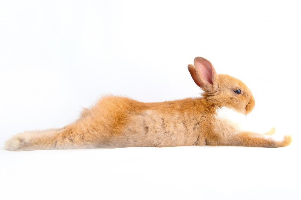 Free Image of Brown Rabbit Laying Down on White Background 
