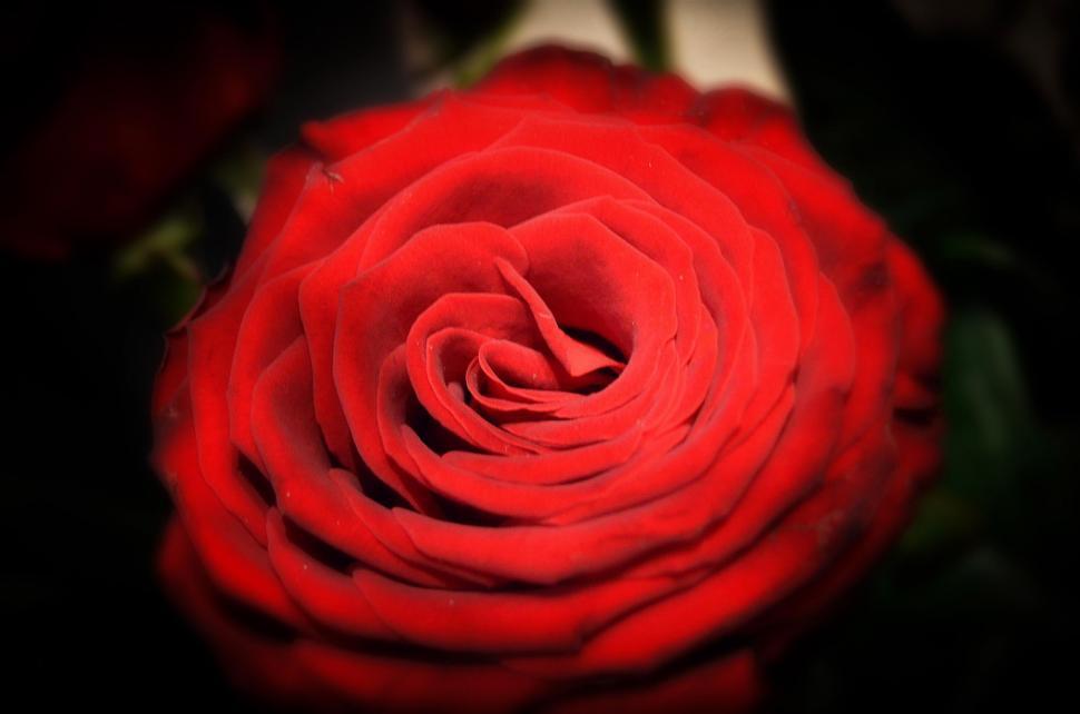 Free Image of Close-Up of a Red Rose on a Black Background 