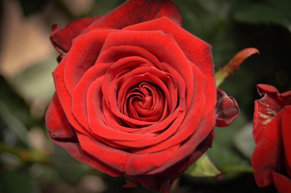 Free Image of Close Up of a Red Rose Flower 