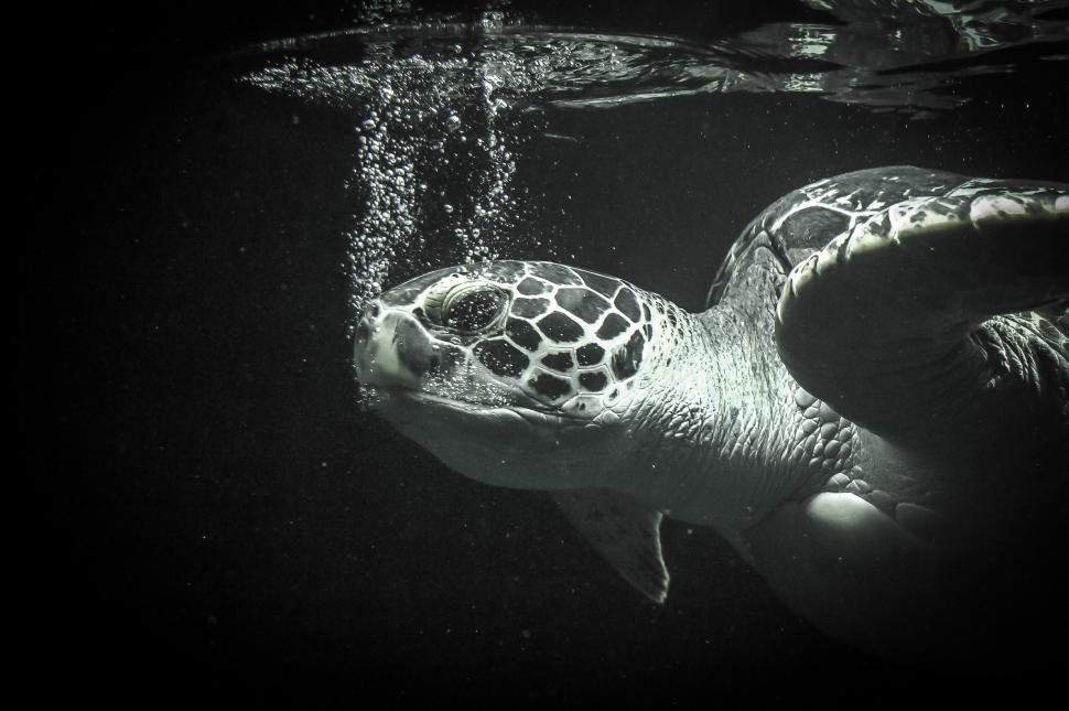 Free Image of Majestic Sea Turtle Swimming in Black and White 