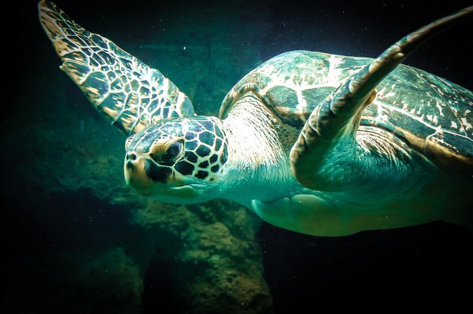 Free Image of Green Turtle Swimming in the Water 