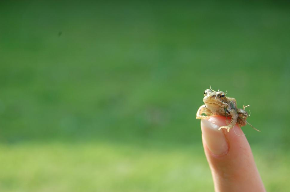 Free Image of Person Holding a Small Bird in Hand 