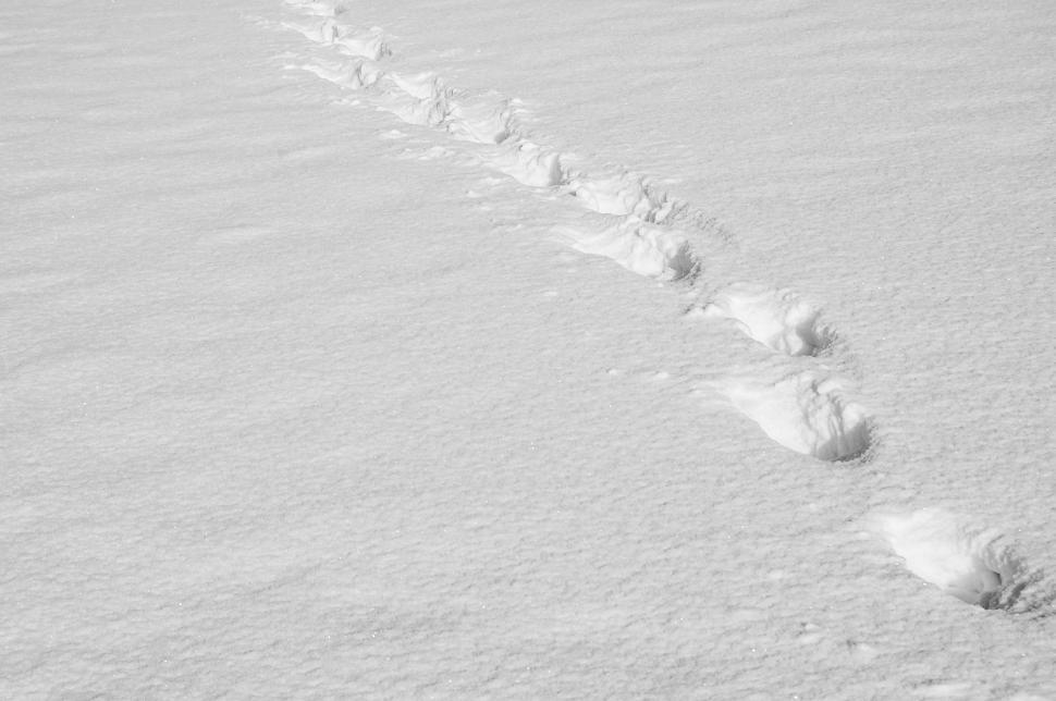 Free Image of Tracks in the snow 