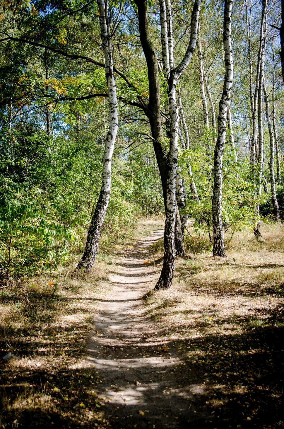Free Image of Dirt Path Through Forest 