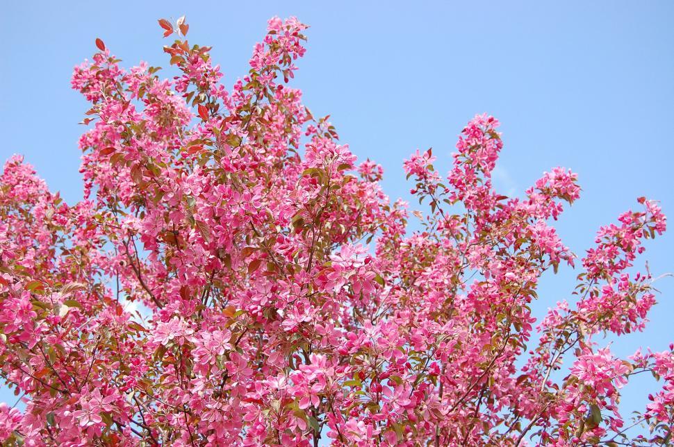 Free Image of Pink Tree in Full Bloom 