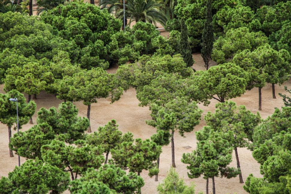 Free Image of Numerous Trees Growing in Soil 