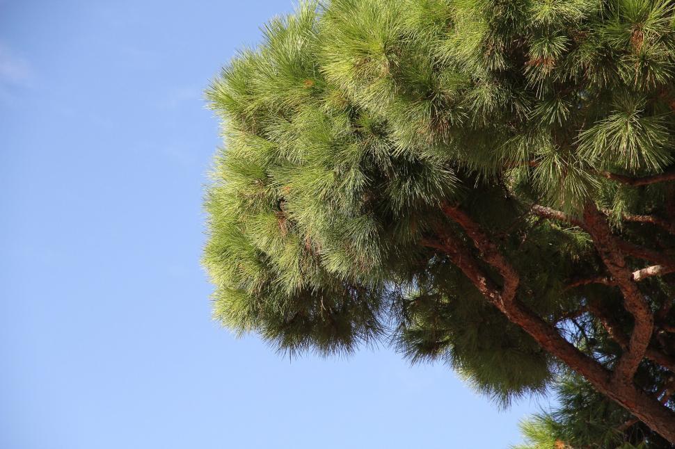 Free Image of Close Up of Pine Tree Against Blue Sky 