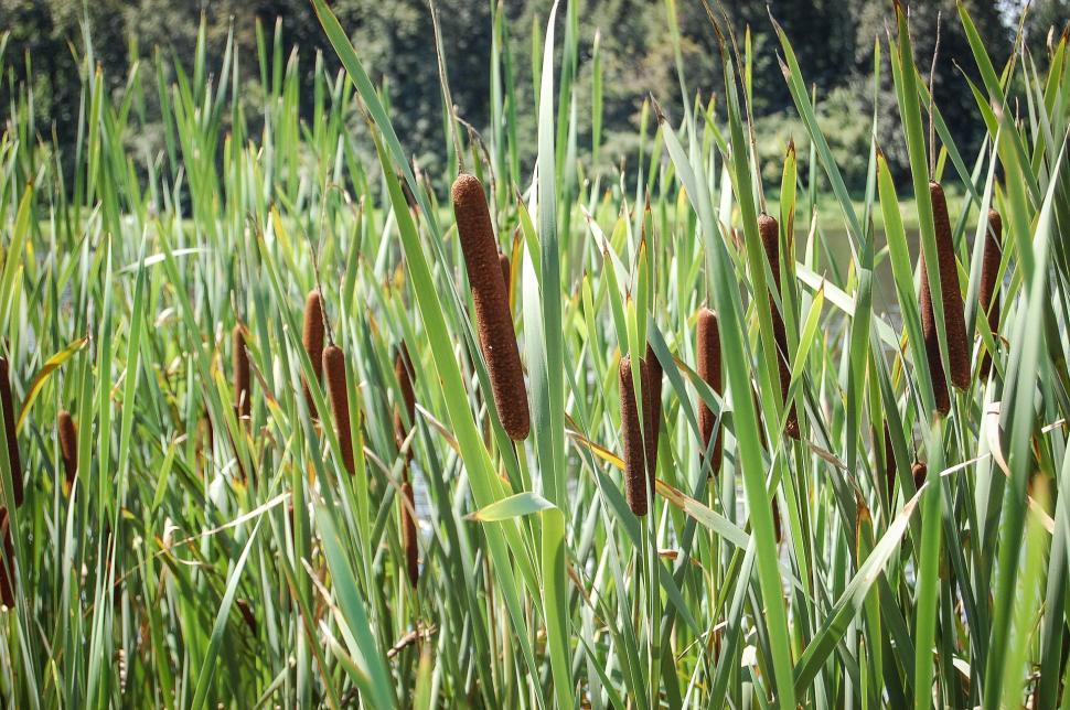 Free Image of Field of Tall Green Grass With Brown Flowers 