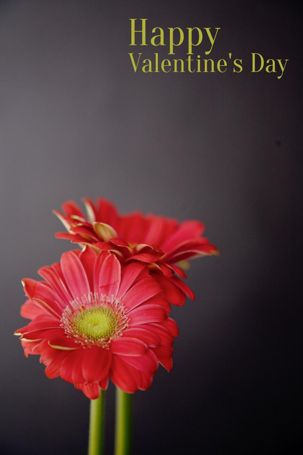 Free Image of Two Red Flowers on Table 