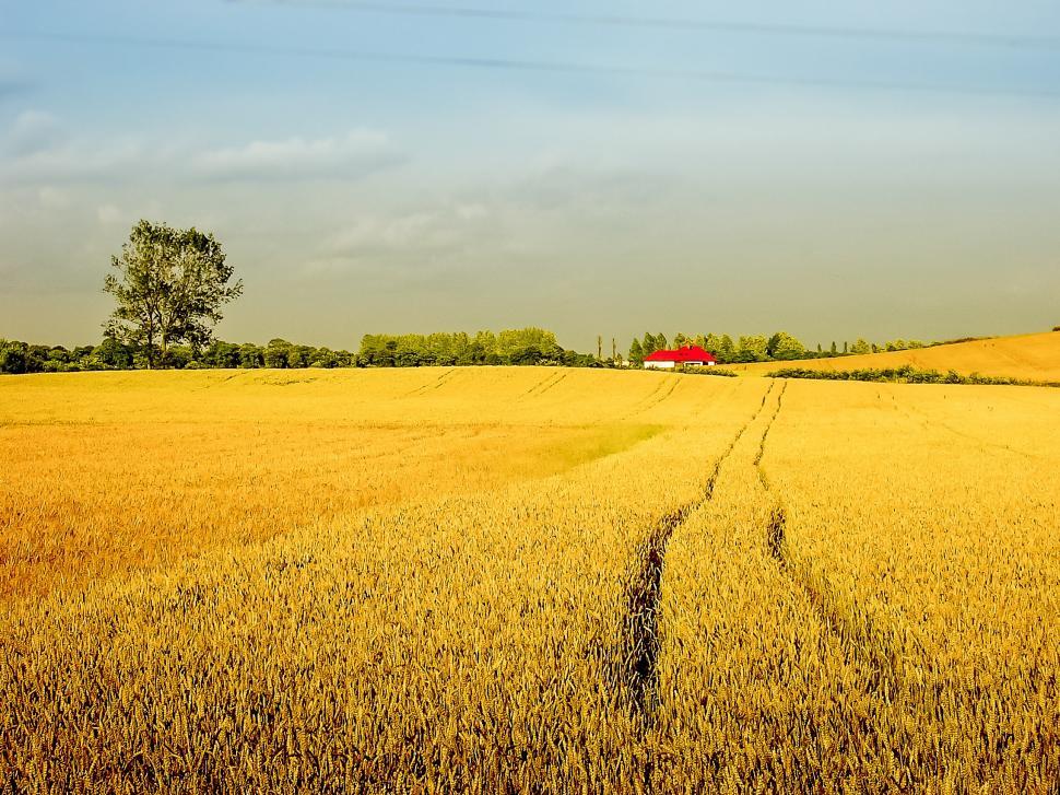 Free Image of Wheat Field With Red Barn in Distance 