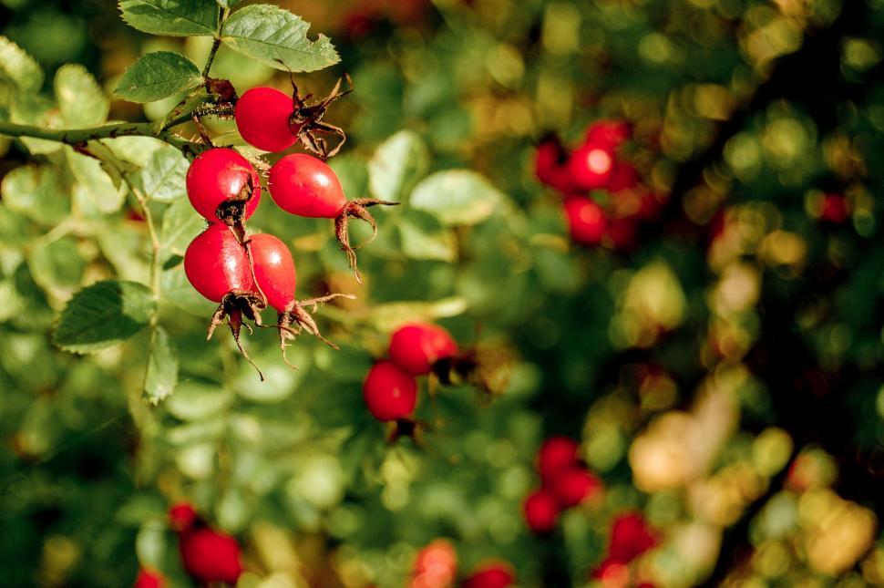 Free Image of Cluster of Red Berries Hanging From Tree 