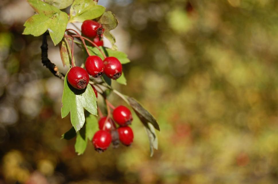 Free Image of Branch With Red Berries Hanging 