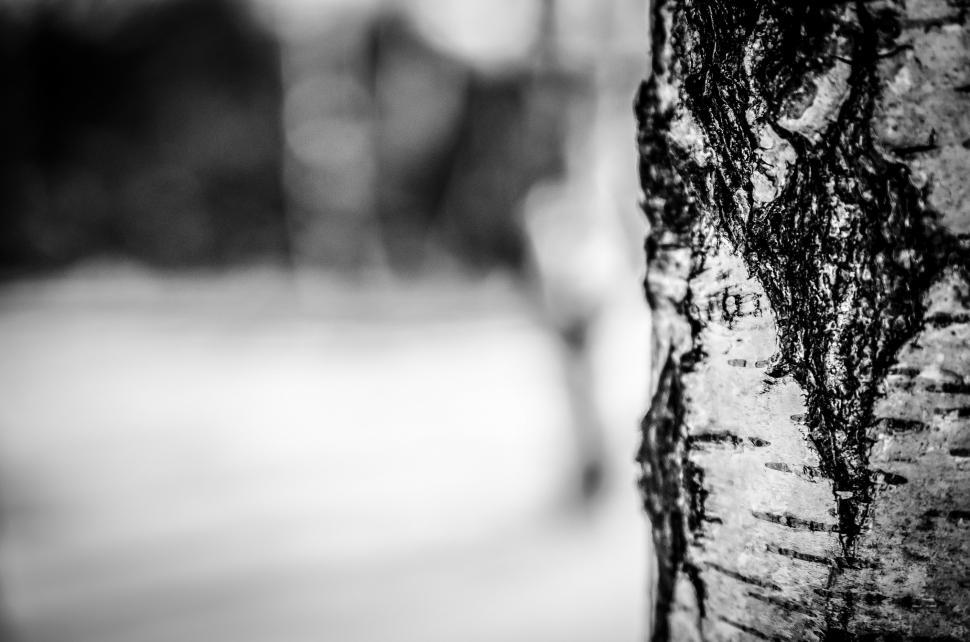 Free Image of Black and White Photo of Tree Trunk 