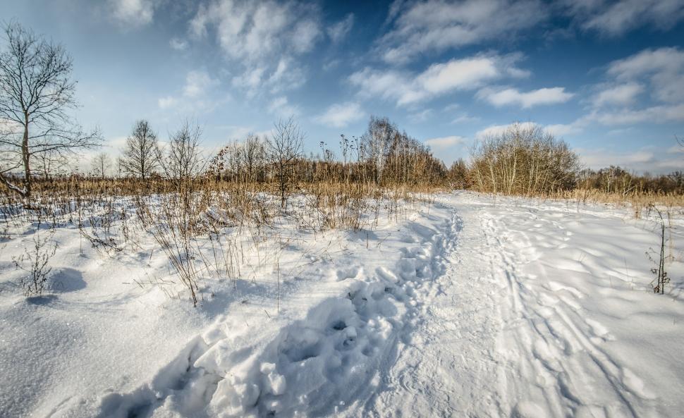 Free Image of Snow Covered Field With Trees and Bushes 