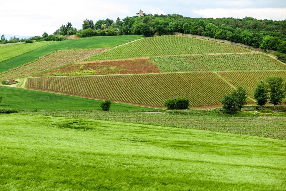 Free Image of Vineyards in France 